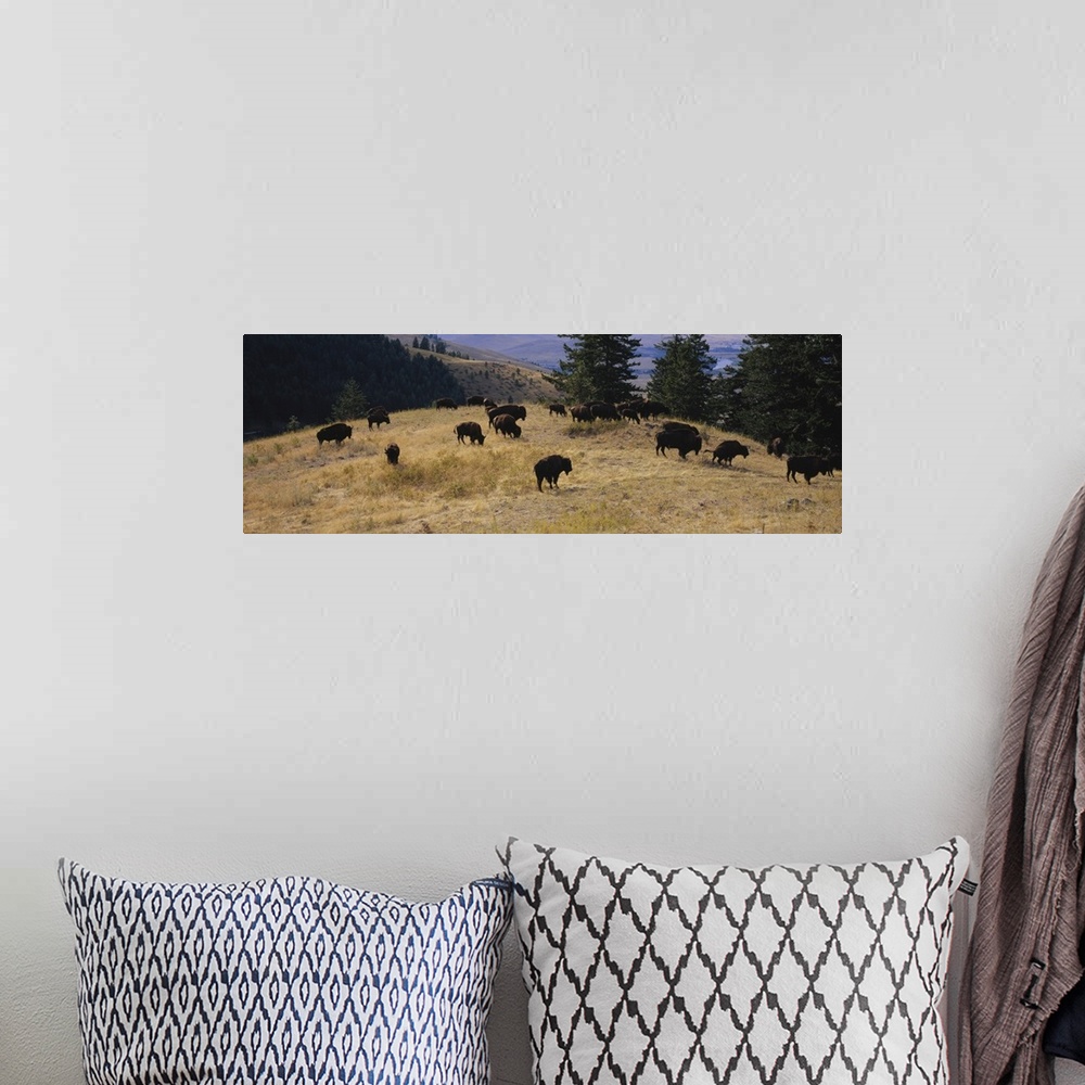 A bohemian room featuring High angle view of bisons grazing, National Bison Range, Moiese, Montana