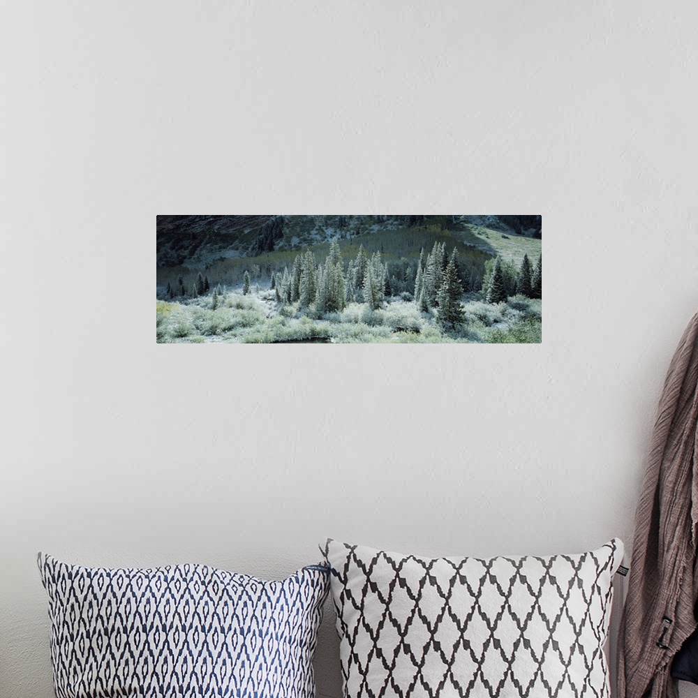 A bohemian room featuring This is a panoramic photograph of conifer threes growing on a mountain side and in the shade of a...