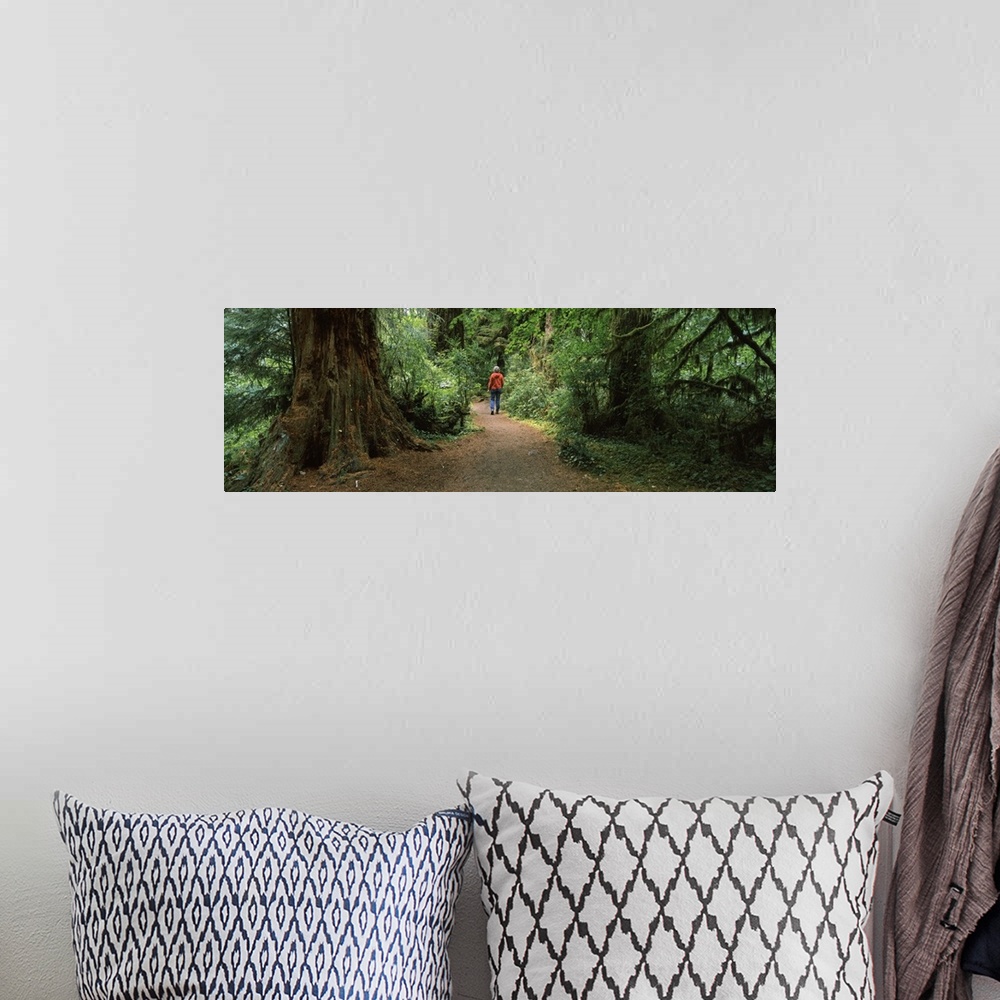 A bohemian room featuring Hiker walking in a forest, Redwood Forest, California