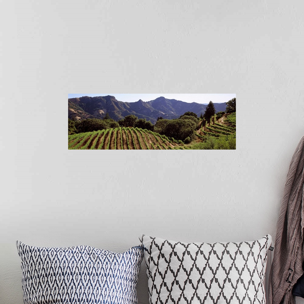 A bohemian room featuring Hilltop vineyard, Rockpile, Sonoma, California