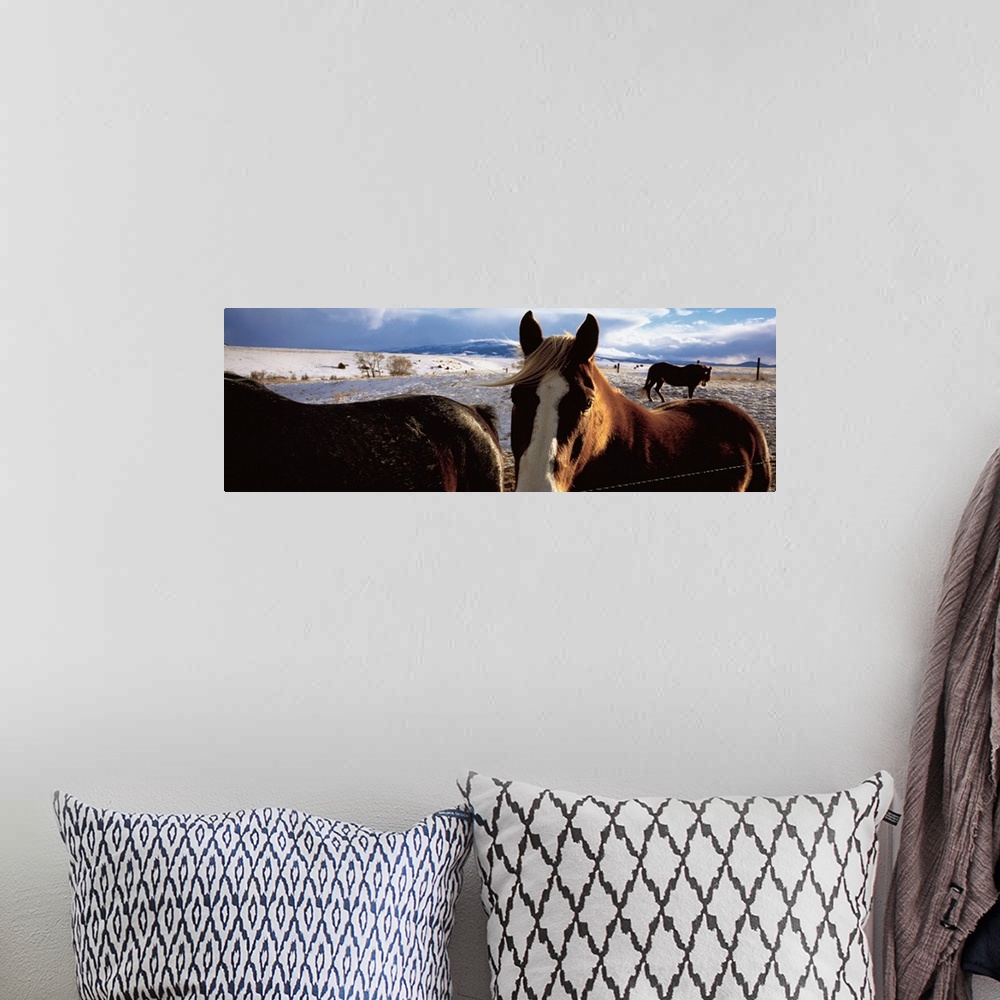 A bohemian room featuring Horses in a field, Montana