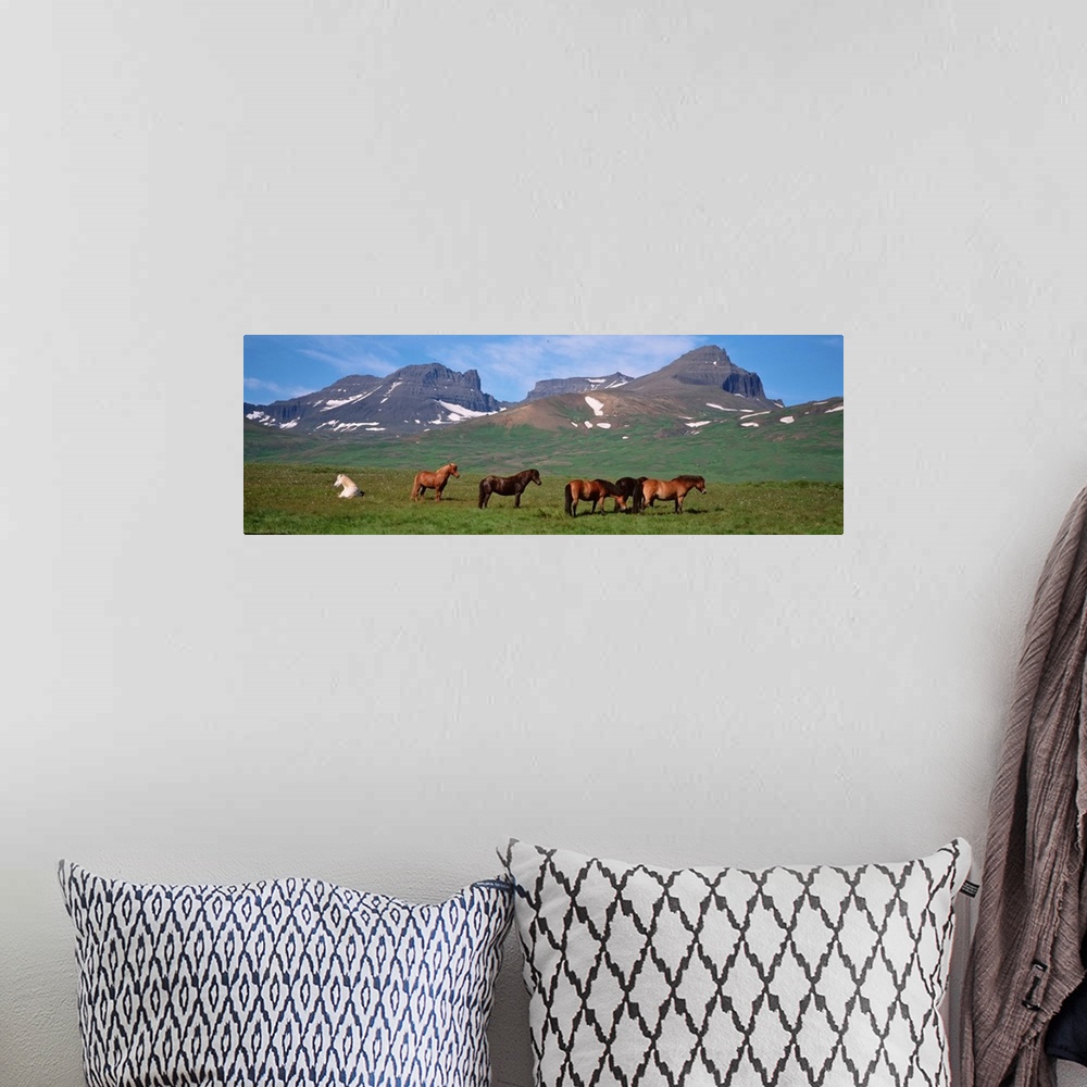 A bohemian room featuring Iceland, Borgarfjordur, Horses standing and grazing in a meadow