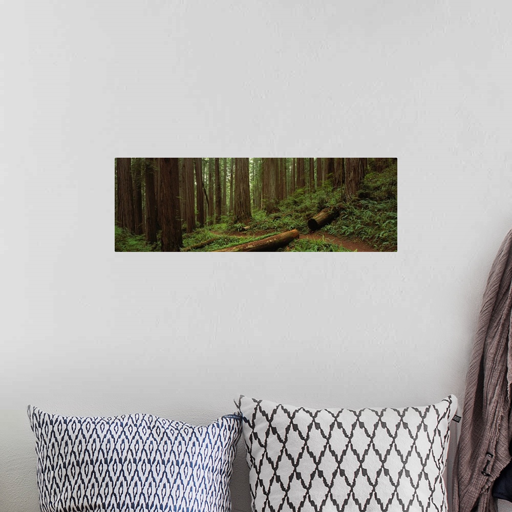 A bohemian room featuring Wide angle photograph taken in a thick forest with large tree trunks that sit on a hill.