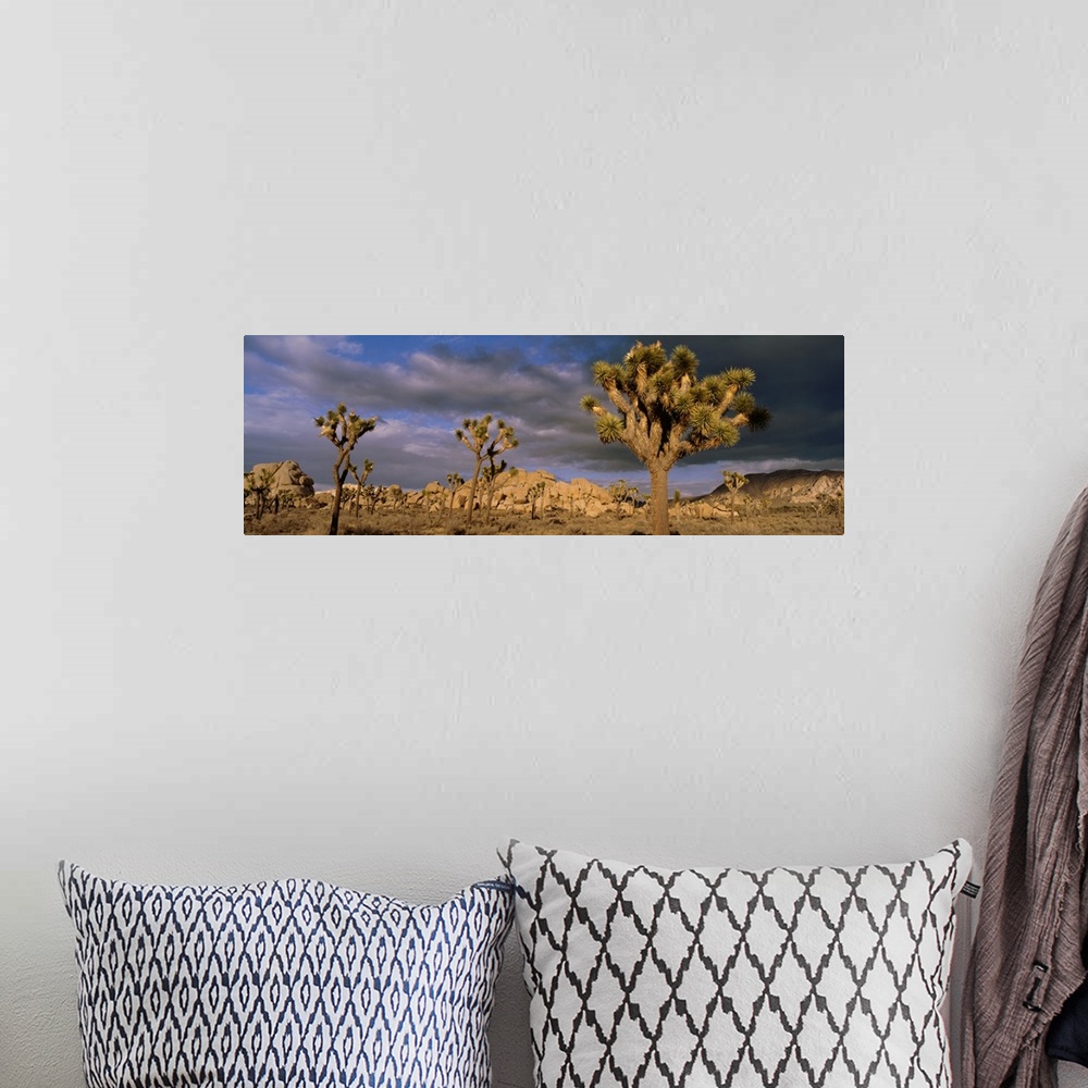 A bohemian room featuring Joshua Tree National Park, California
