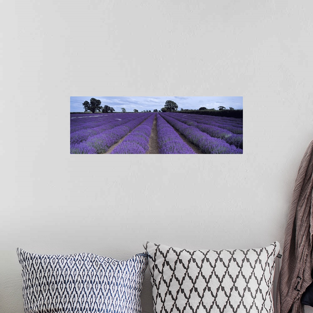 A bohemian room featuring Lavender field, Faulkland, Somerset, England