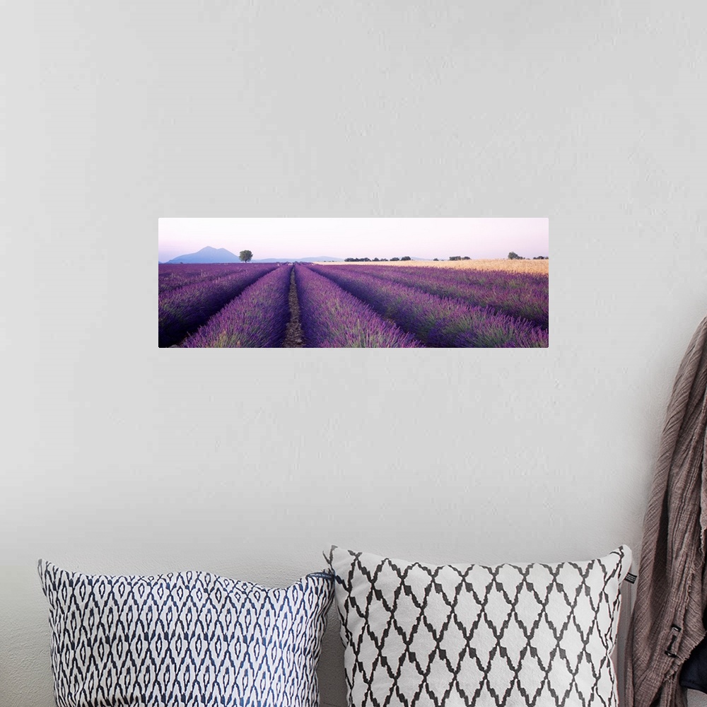 A bohemian room featuring Lavender Field Plateau de Valensole France