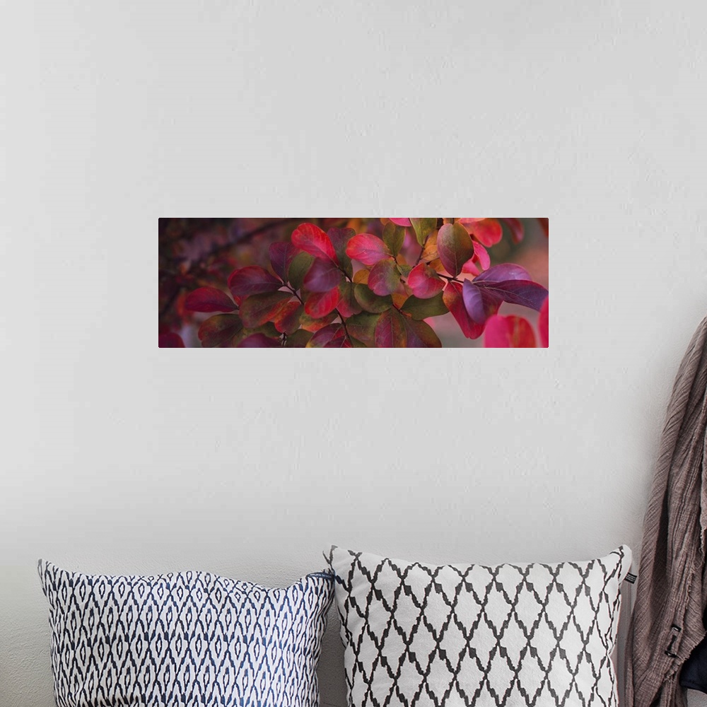 A bohemian room featuring Up-close panoramic photograph of leaves on a tree branch.