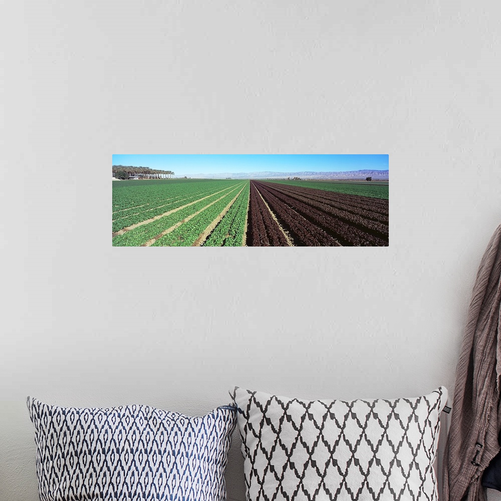 A bohemian room featuring Lettuce crop in a field, Indio, Coachella Valley, Riverside County, California,
