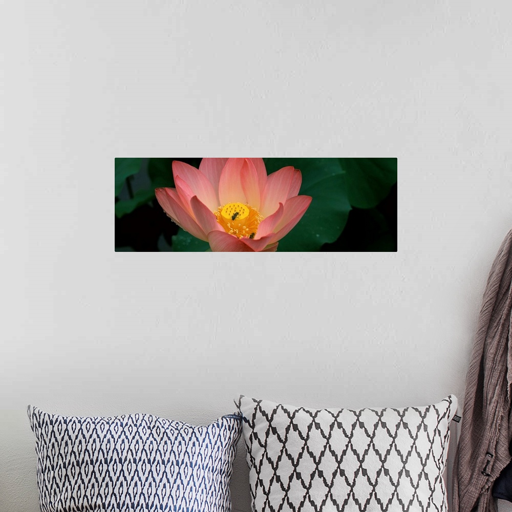 A bohemian room featuring Lotus with bees in a pond