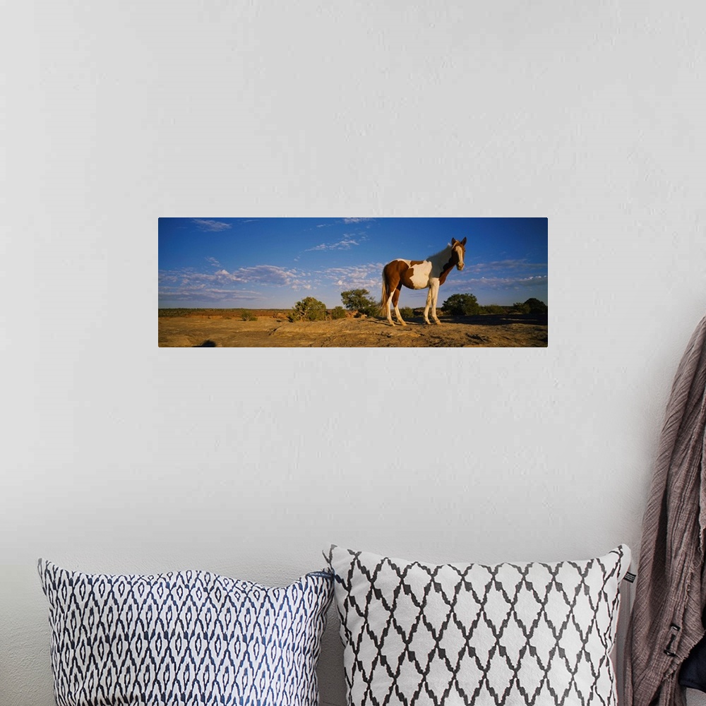 A bohemian room featuring Low angle view of a pony standing in a field, New Mexico
