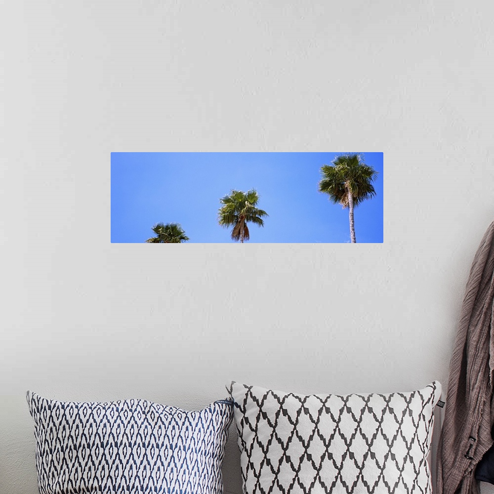 A bohemian room featuring Low angle view of palm trees, Florida