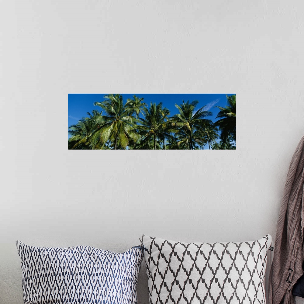 A bohemian room featuring Low angle view of palm trees, Kauai, Hawaii