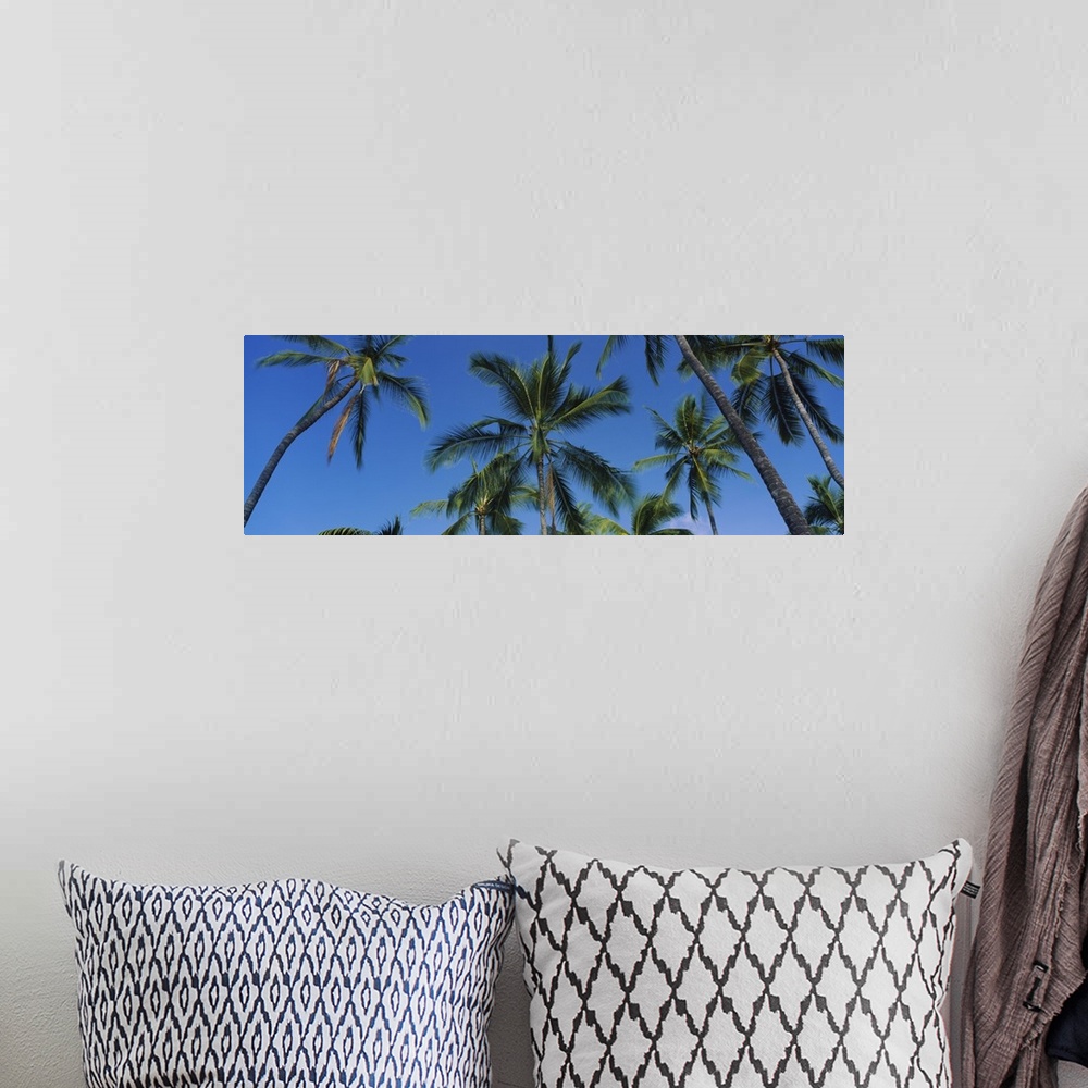 A bohemian room featuring Low angle view of palm trees, Kona Coast, Big Island, Hawaii