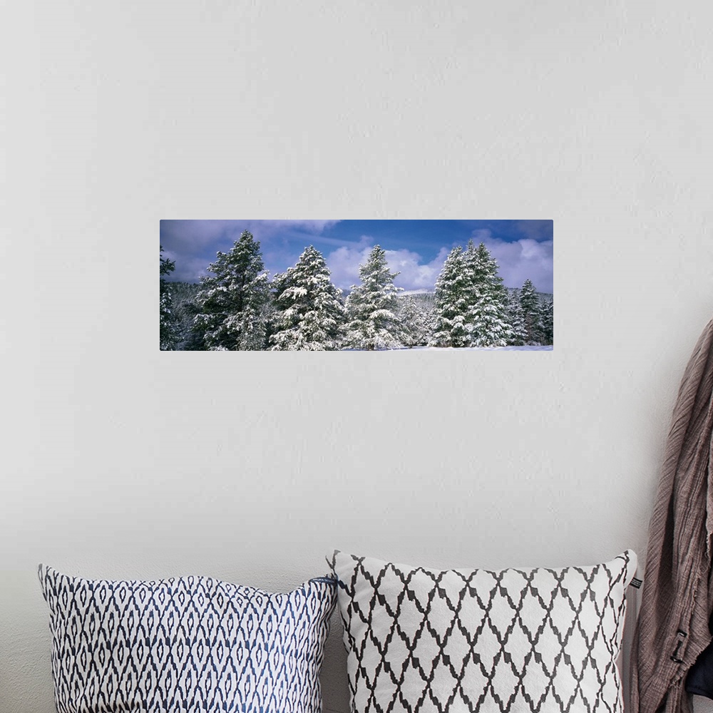 A bohemian room featuring Low angle view of ponderosa pine trees covered with snow, Helena National Forest, Montana