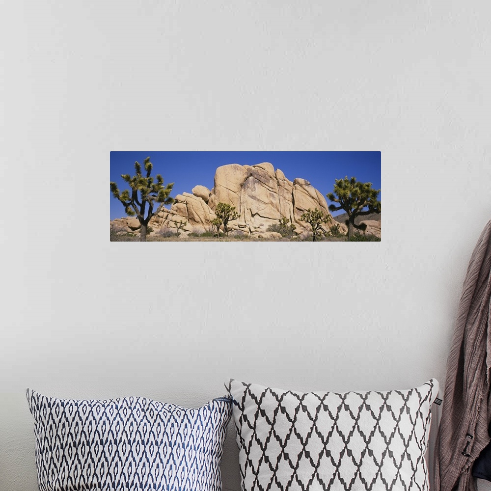A bohemian room featuring Low angle view of trees and rocks in a park, Joshua Tree National Monument, California
