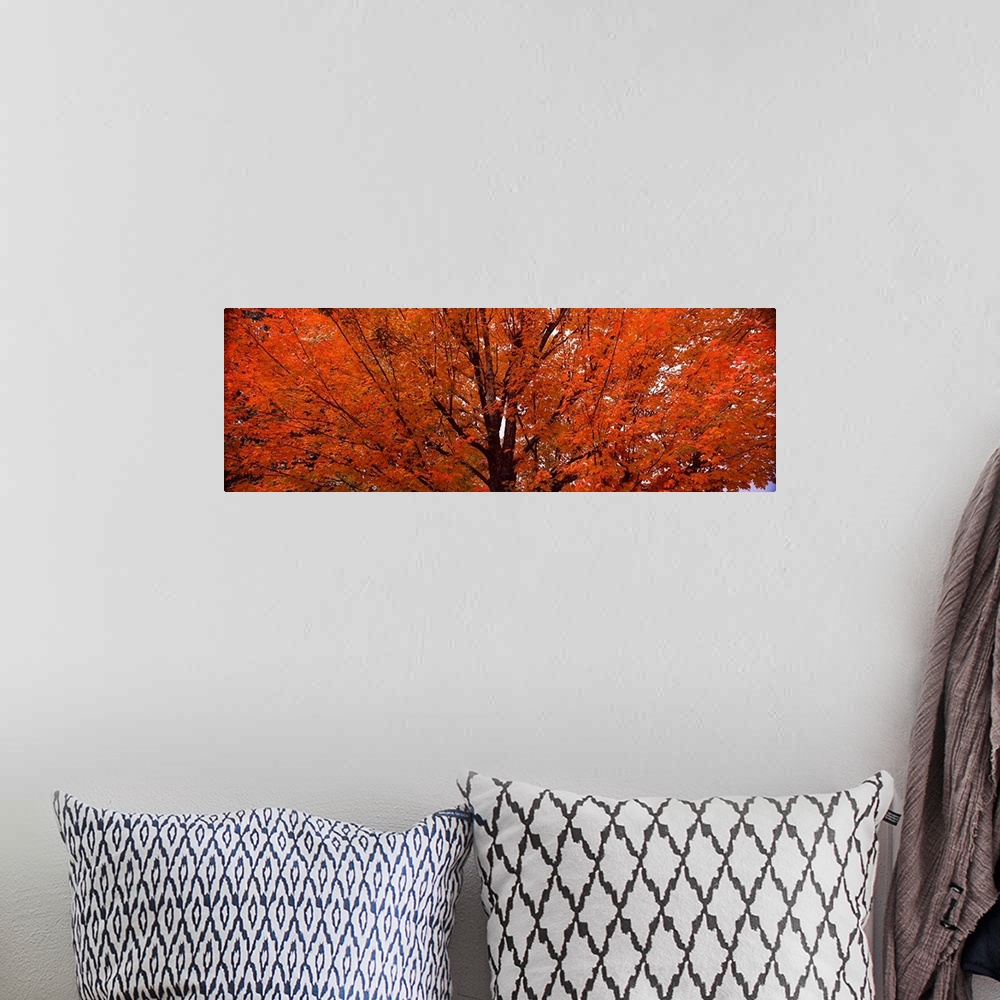 A bohemian room featuring Large Panoramic image of a brilliant orange maple tree in the autumn.