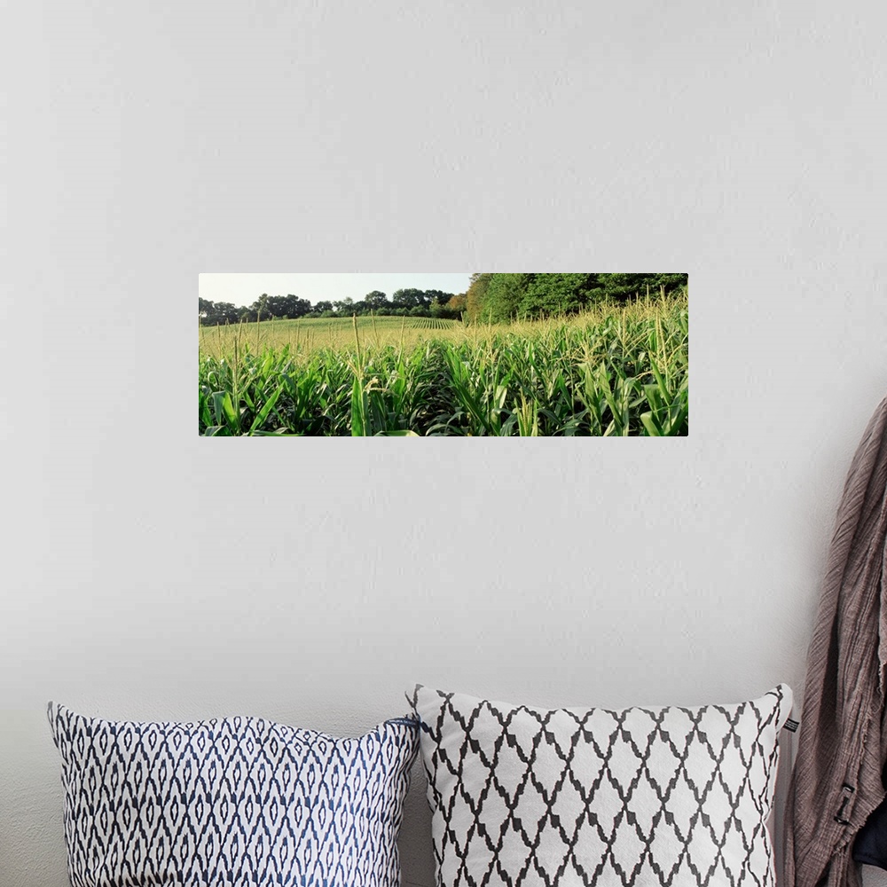 A bohemian room featuring Maryland, Baltimore County, cornfield