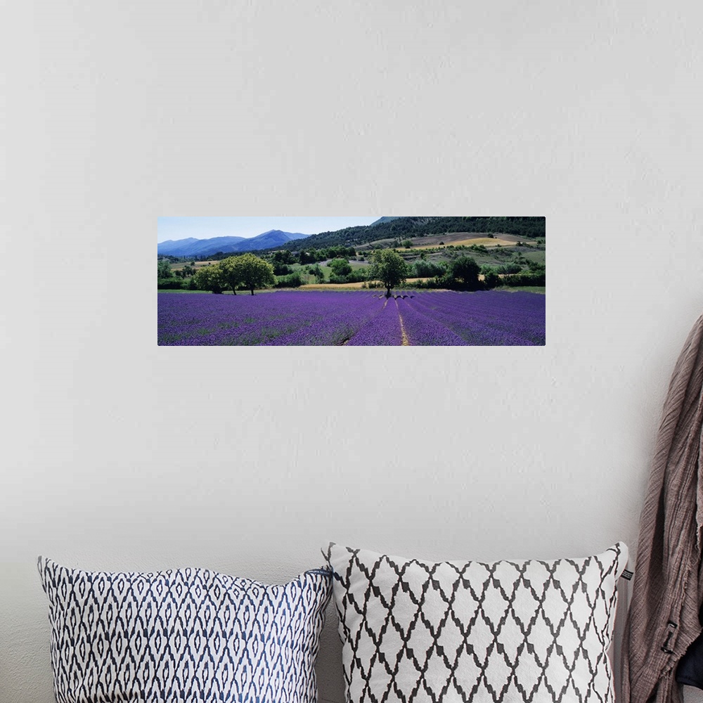 A bohemian room featuring Mountain behind a lavender field, Provence, France