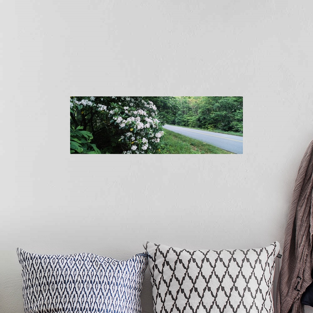 A bohemian room featuring Mountain Laurel (Kalmia latifolia) flowers at roadside, Blue Ridge Parkway, North Carolina