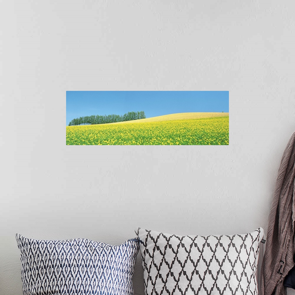 A bohemian room featuring Mustard field with blue sky in background