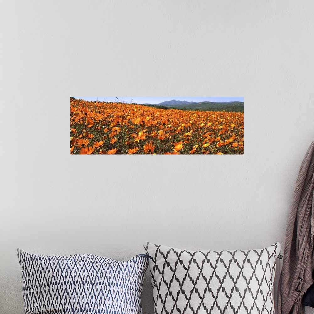A bohemian room featuring Namaqua Parachute-Daisies flowers in a field, South Africa