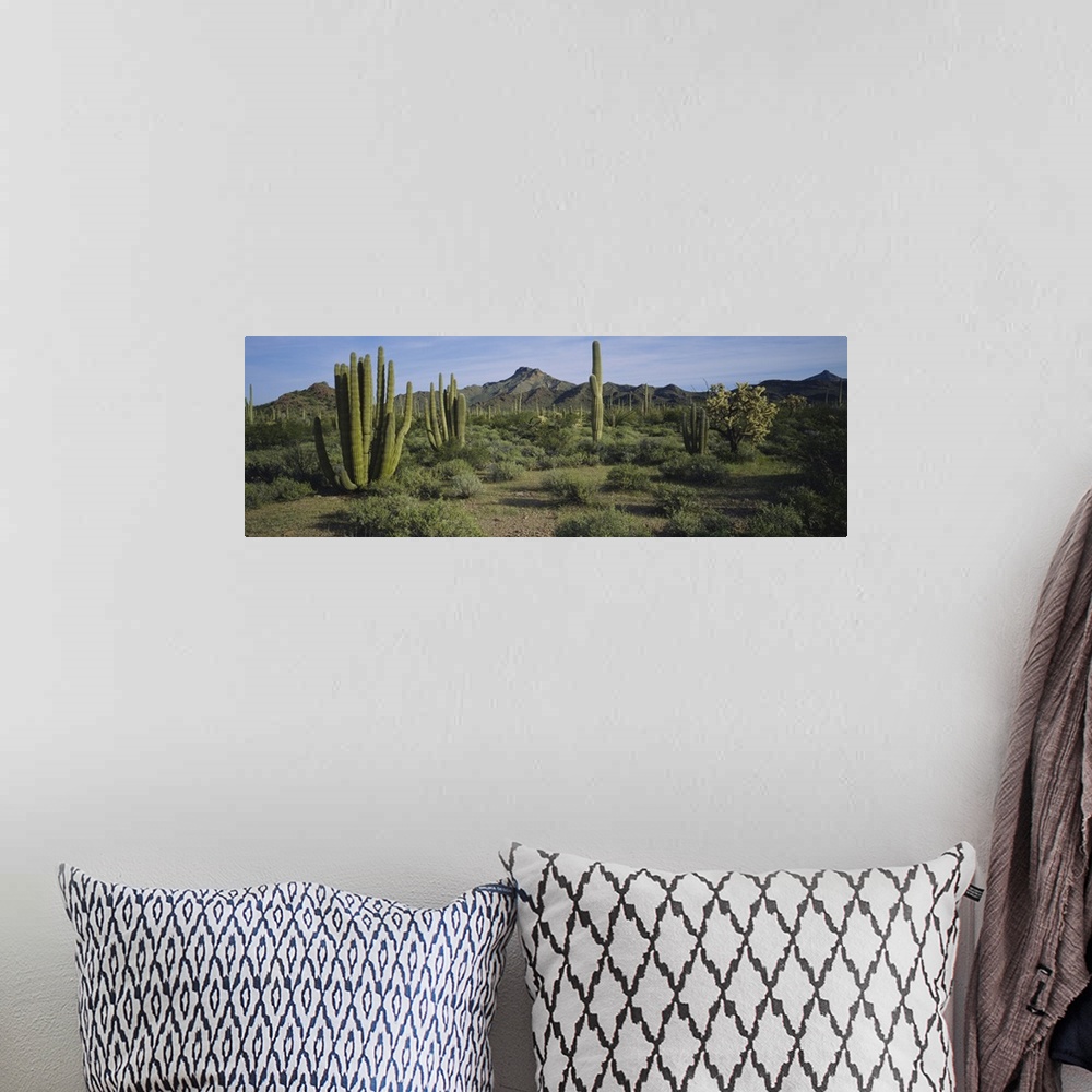 A bohemian room featuring Organ pipe cactus on a landscape, Organ Pipe Cactus National Monument, Arizona