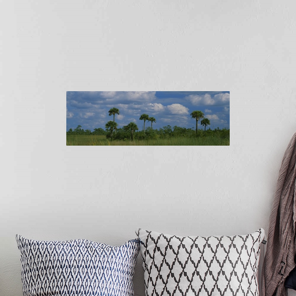 A bohemian room featuring Palm trees on a landscape, Big Cypress Swamp National Preserve, Everglades National Park, Florida