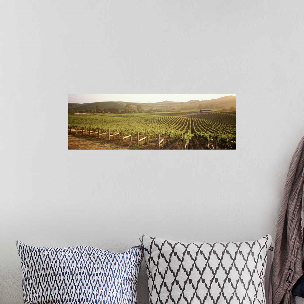 A bohemian room featuring This decorative wall art is a photograph of grapes growing in a field.
