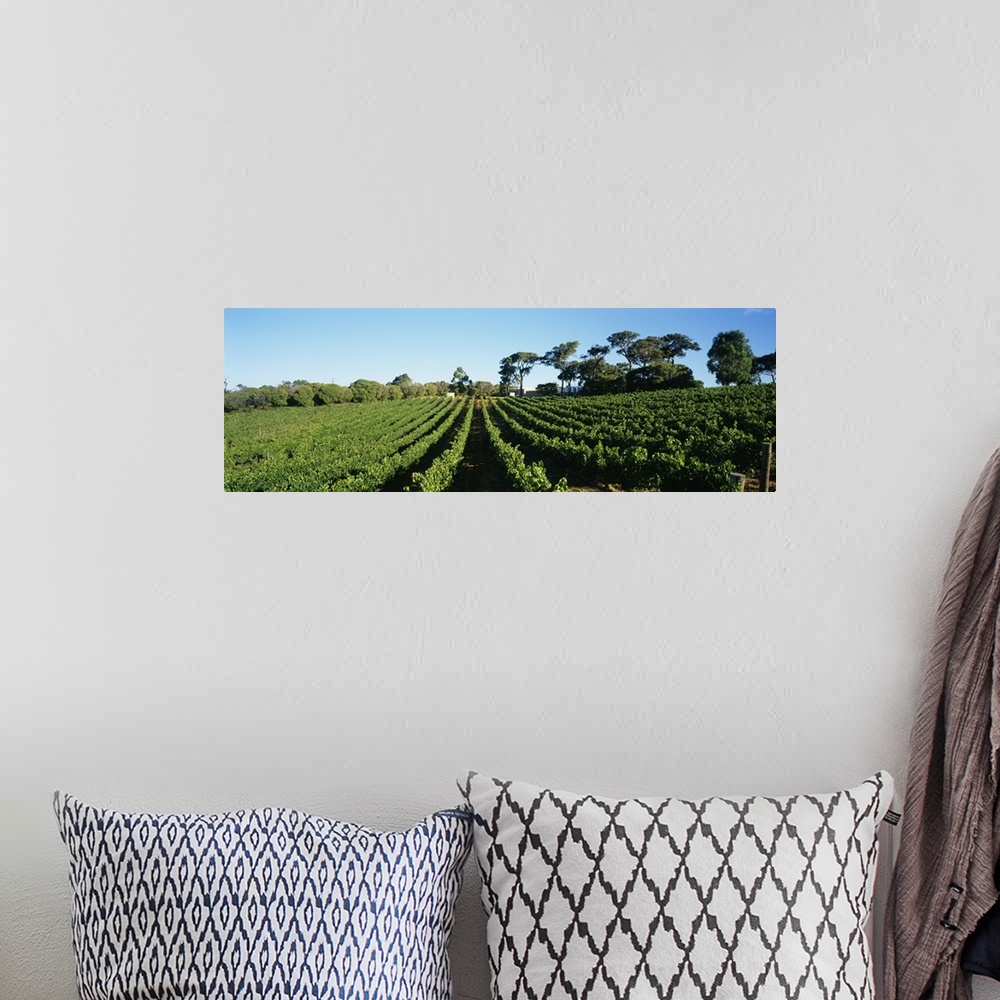 A bohemian room featuring Panoramic view of vineyards, Margaret River, Western Australia, Australia