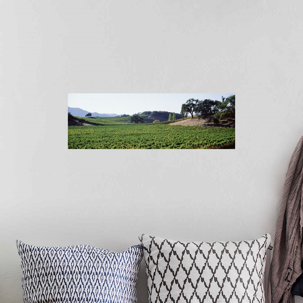 A bohemian room featuring Panoramic view of vineyards, Napa Valley, California