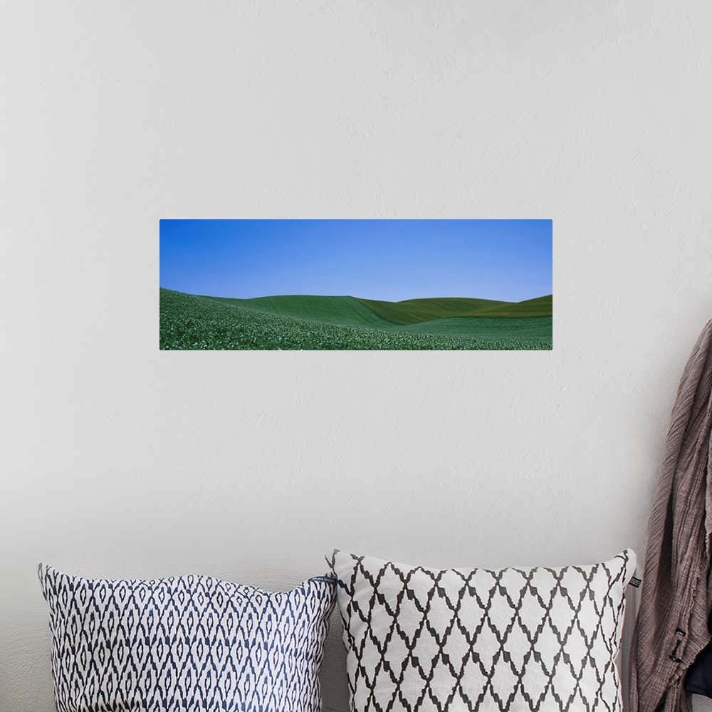 A bohemian room featuring Pea field on a rolling landscape, Whitman County, Washington State
