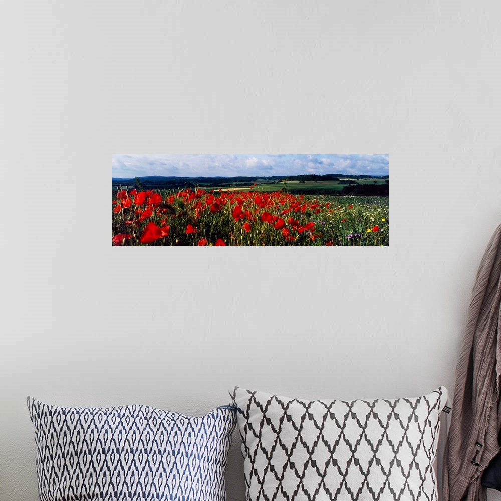 A bohemian room featuring Poppies growing in a field, rinzenberg, rhineland-palatinate, germany.