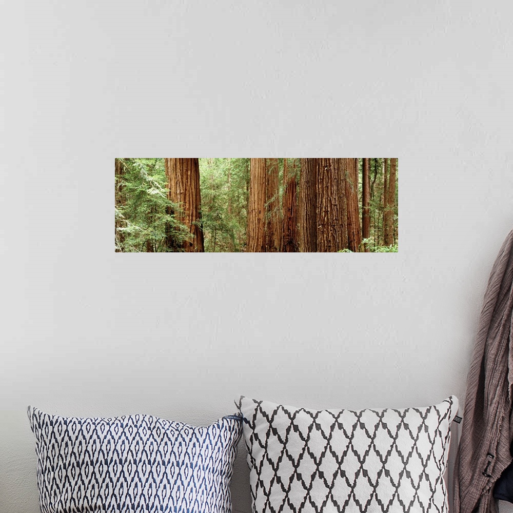 A bohemian room featuring Panoramic photo of the up close view of big redwood trees in California.