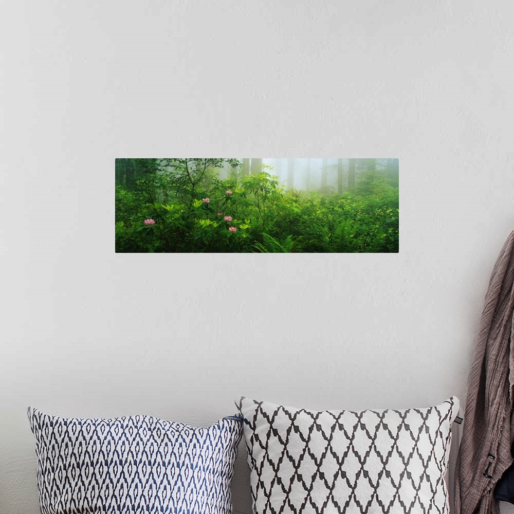 A bohemian room featuring A panoramic photograph taken in a forest with lush green bushes and plants taking up most of the ...