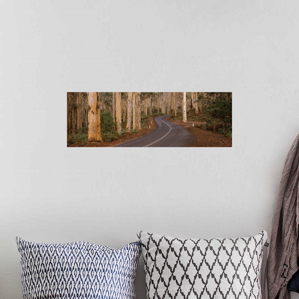 A bohemian room featuring Road passing through a forest, Caves Road, Boranup Forest, Leeuwin Naturaliste National Park, Wes...