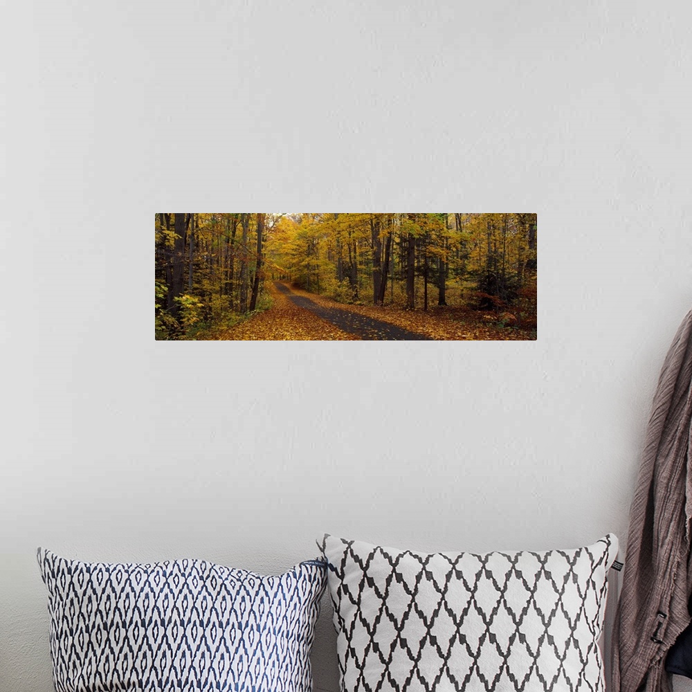 A bohemian room featuring Road passing through a forest, Chestnut Ridge County Park, Orchard Park, Erie County, New York St...