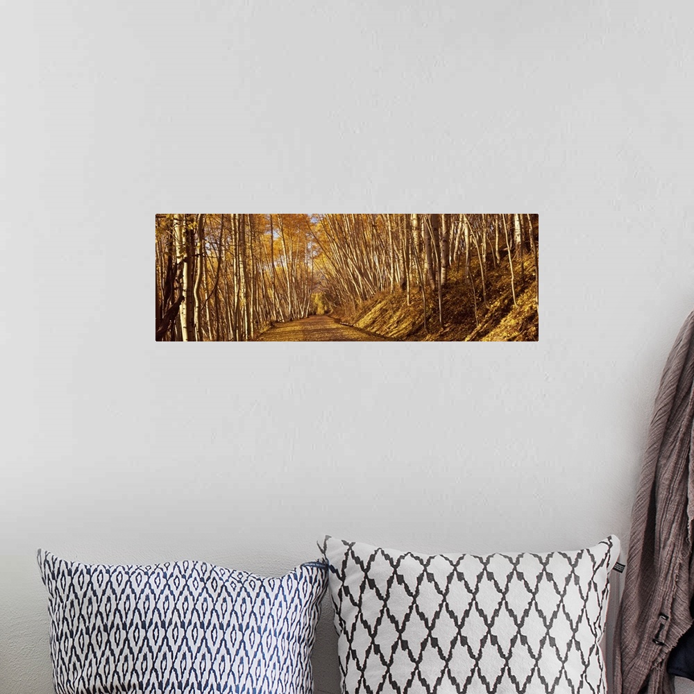 A bohemian room featuring Panoramic photograph of path winding through golden trees in forest.