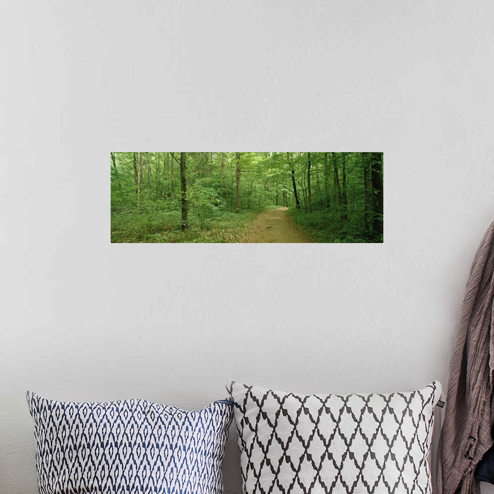 A bohemian room featuring Road passing through a forest, Lost Valley State Park, Ozark National Forest, Ozark Mountains, Ar...
