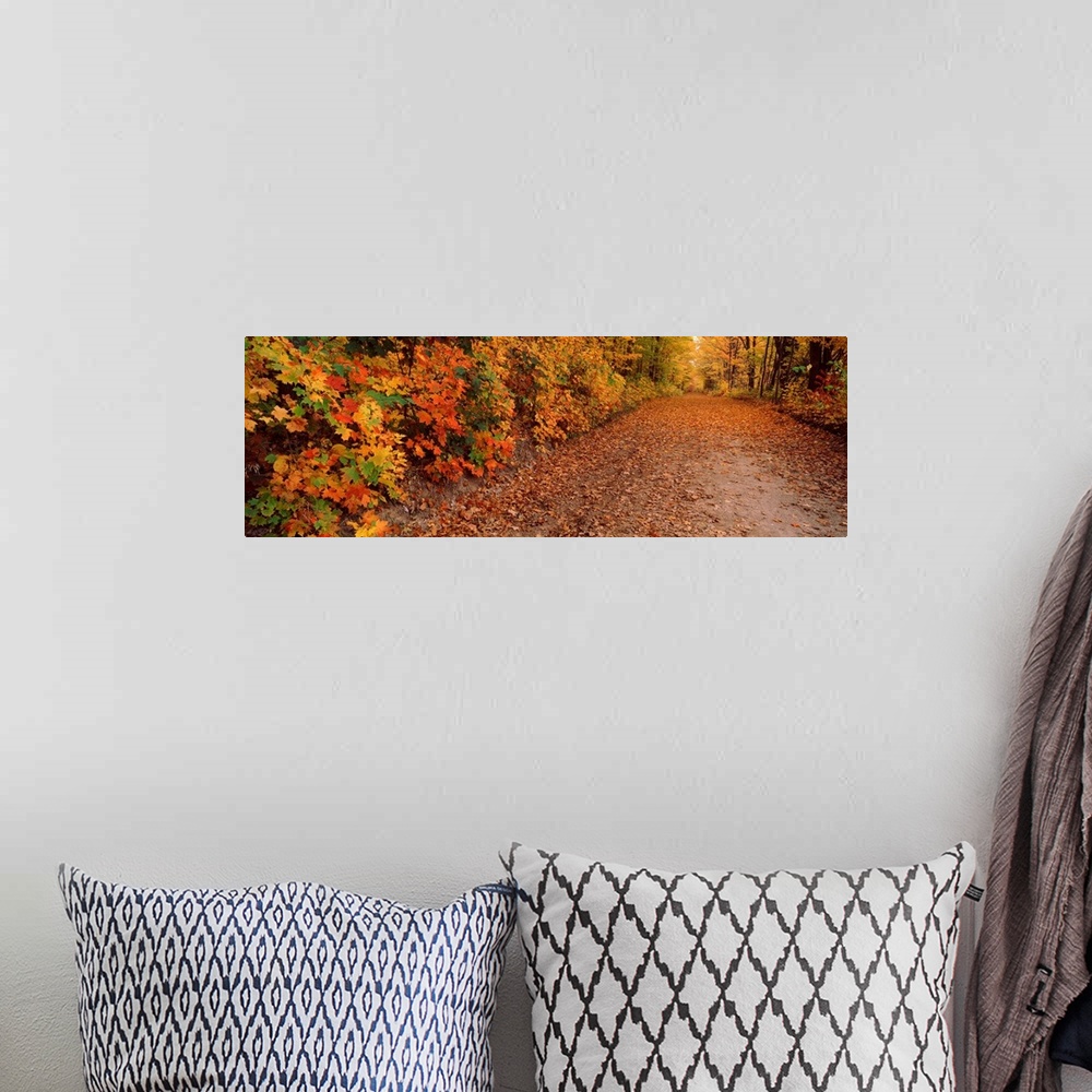 A bohemian room featuring Road passing through autumn forest, Traverse City, Grand Traverse County, Michigan,