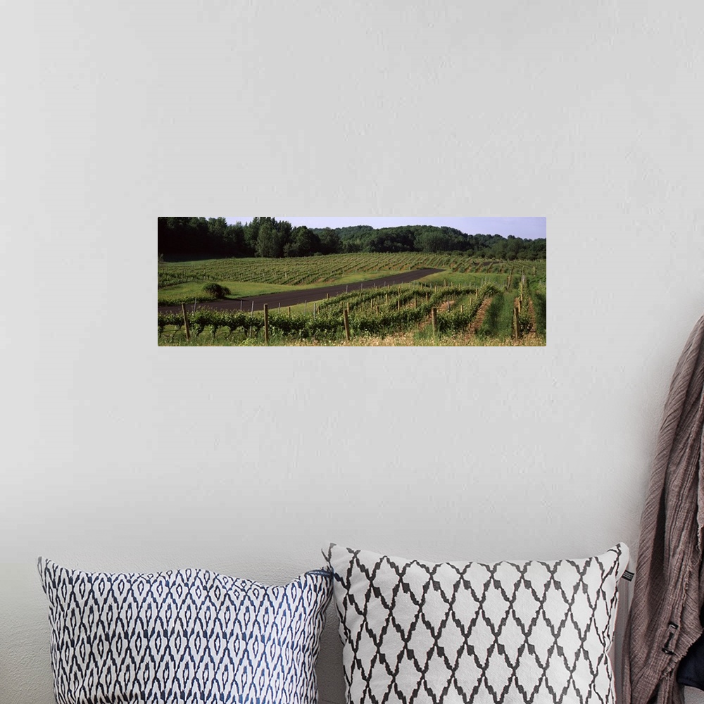 A bohemian room featuring Road passing through vineyards, near Traverse City, Grand Traverse County, Michigan,
