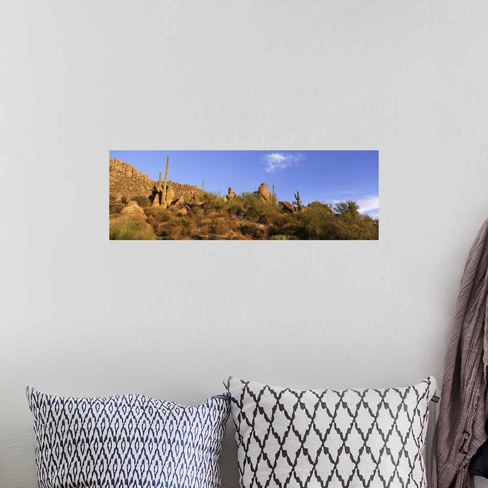 A bohemian room featuring Saguaro Cactus Sonoran Desert AZ