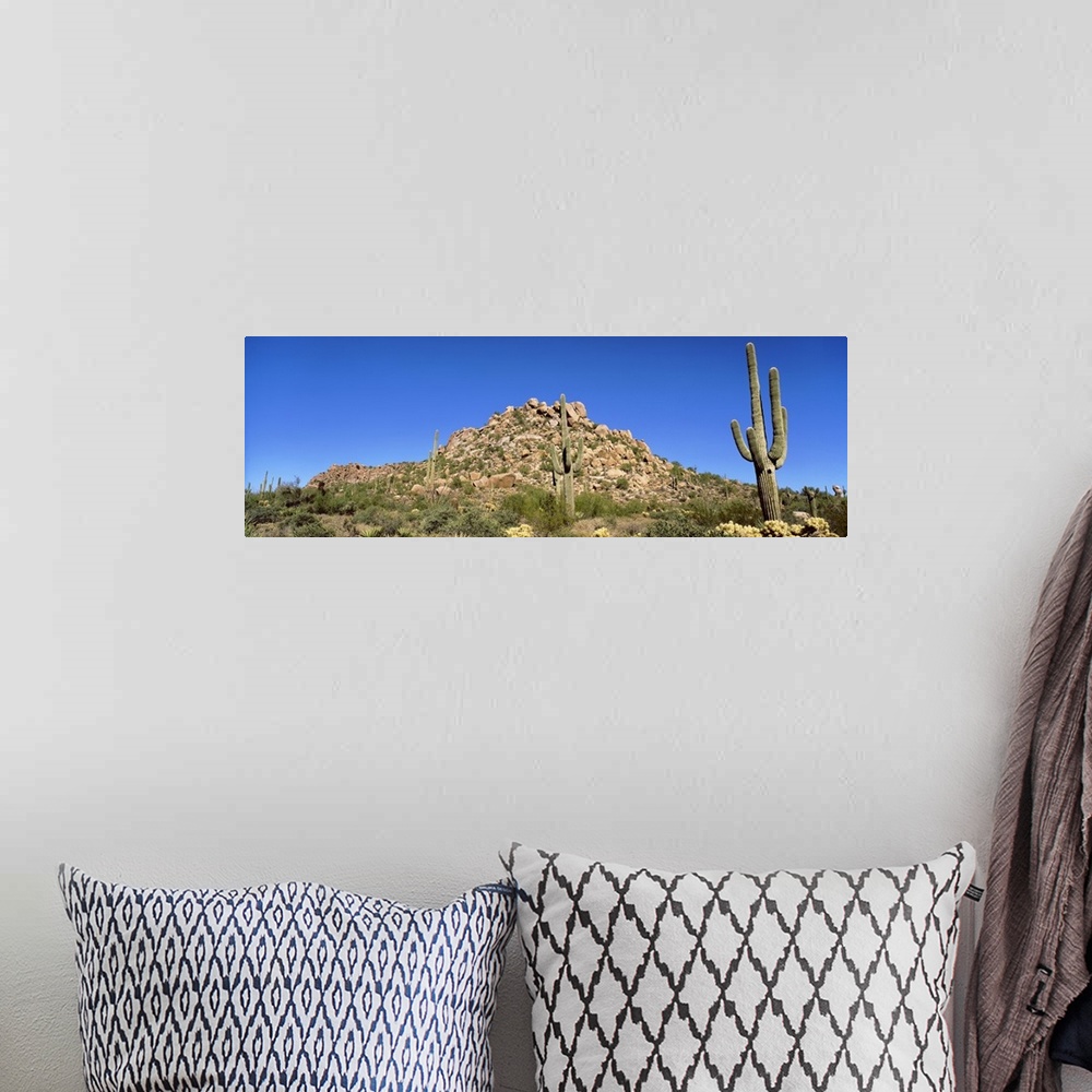 A bohemian room featuring Saguaro & Cholla Cactus Sonoron Desert AZ