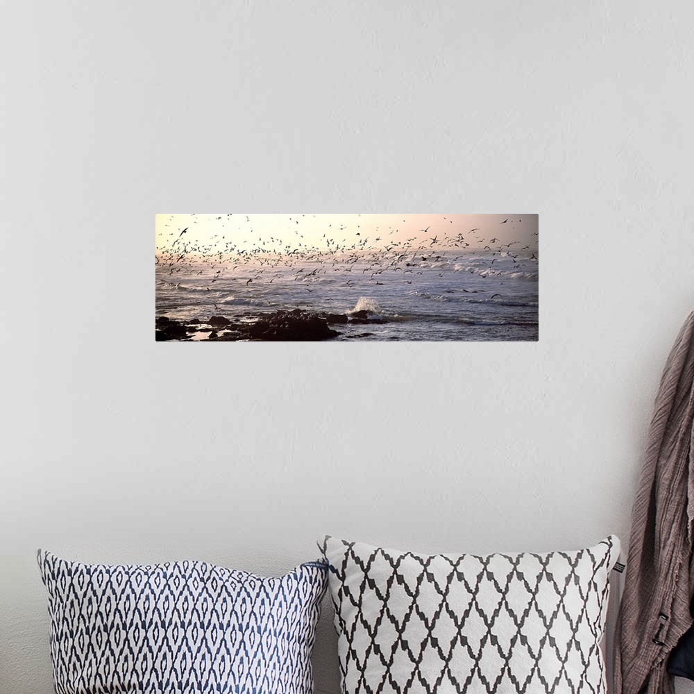 A bohemian room featuring Seagulls flying at a coast in the morning, Baie De Quiberon, Brittany, France