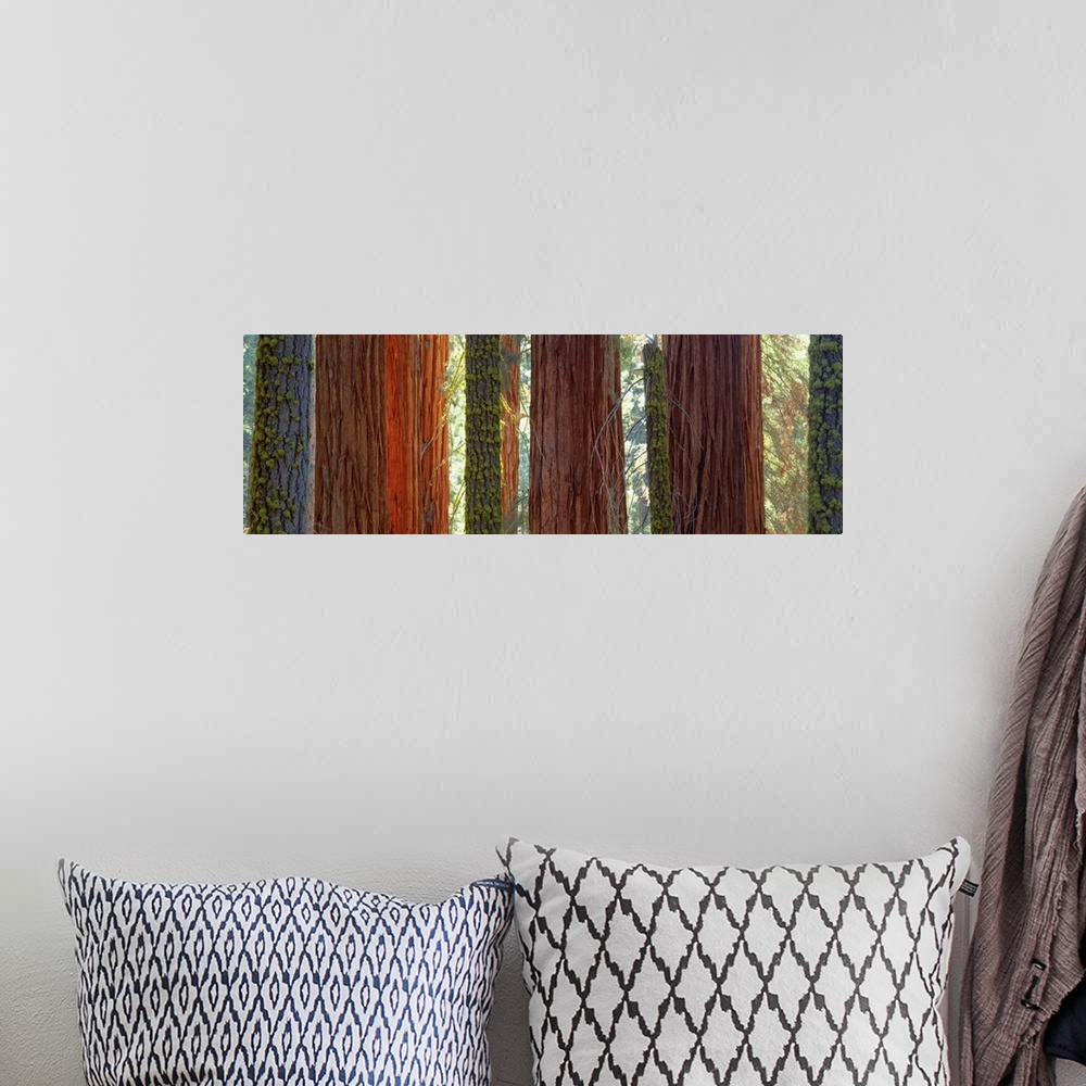 A bohemian room featuring Large horizontal panoramic photograph of sequioa trees in Sequoia National Park, California (CA).