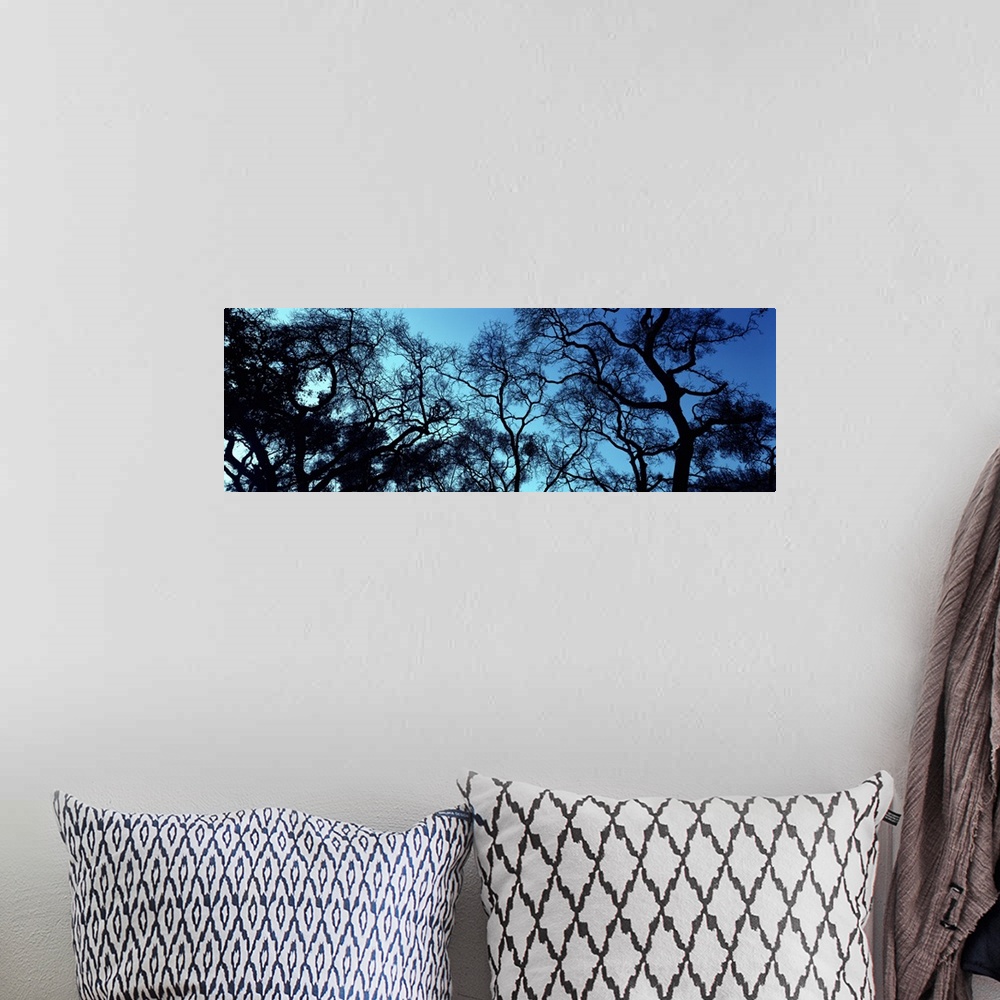 A bohemian room featuring Silhouette of an Oak tree, Oakland, California