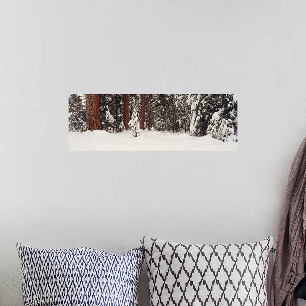 A bohemian room featuring Snowy Ponderosa Pines WA