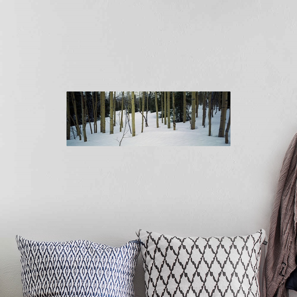 A bohemian room featuring Spruce trees among quaking aspen trees in deep snow, Alaska