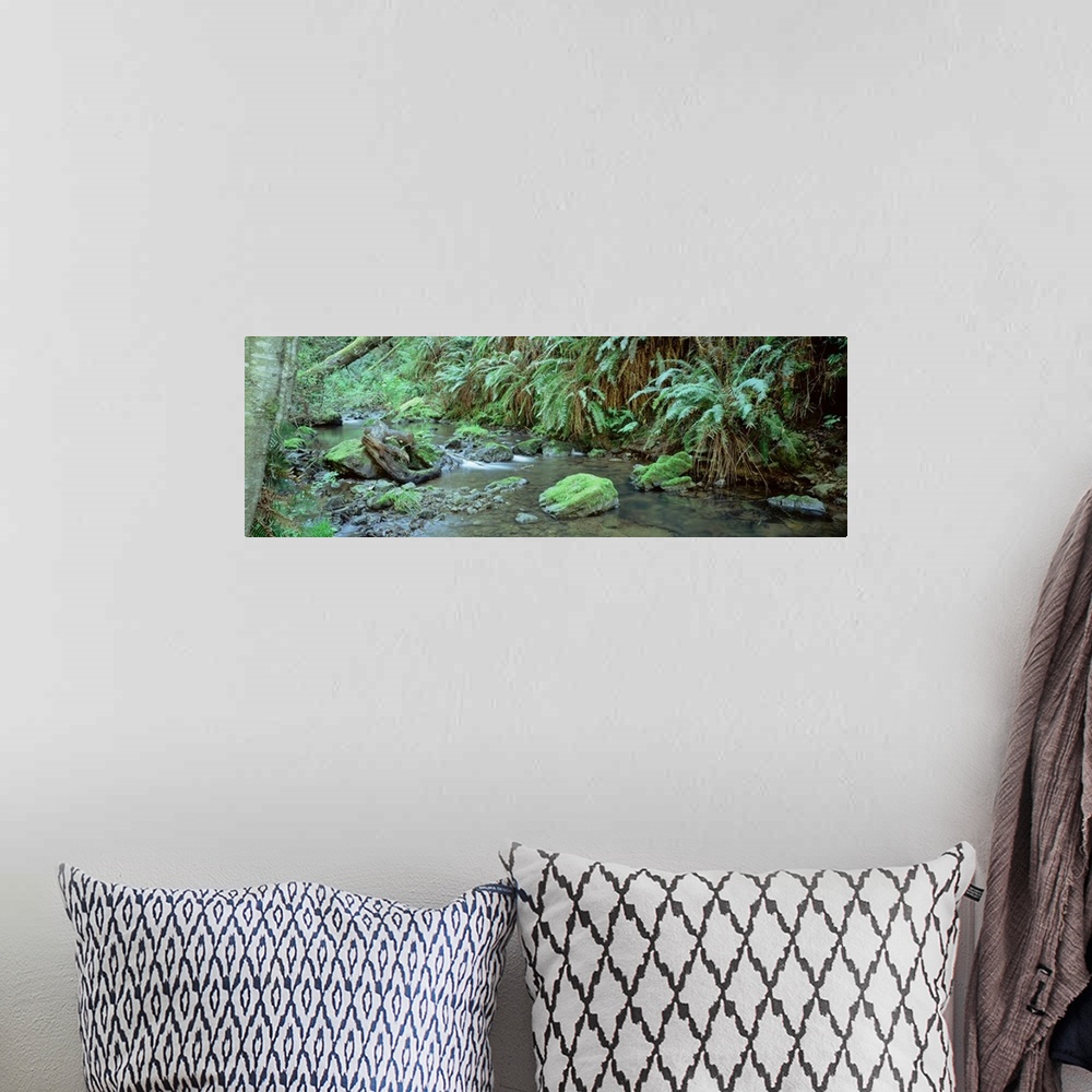 A bohemian room featuring Stream flowing through a rainforest, Van Damme State Park, Mendocino, California