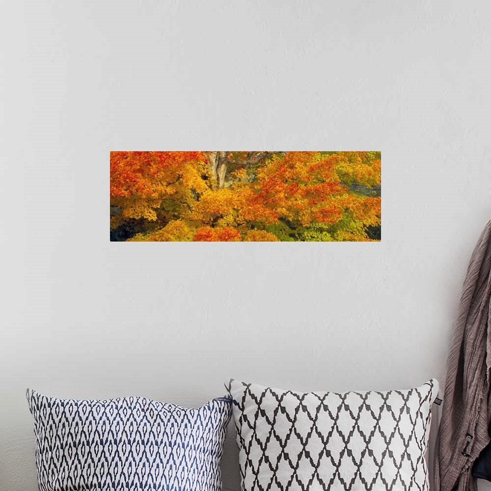 A bohemian room featuring Giant, horizontal close up photograph of a sugar maple tree with bright fall foliage in White Mou...