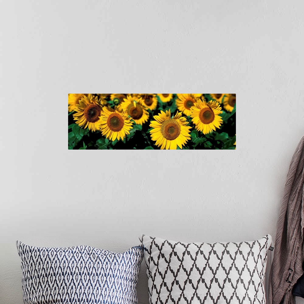 A bohemian room featuring Sunflowers ND